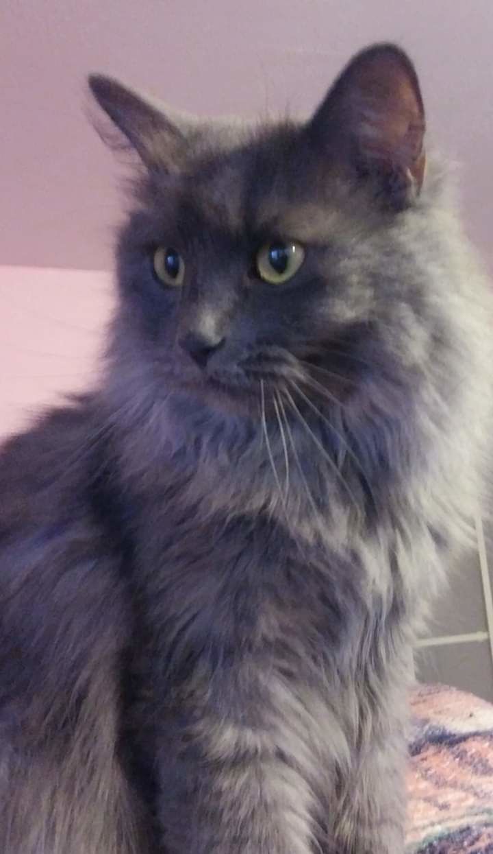 Adopt a friend: Maia